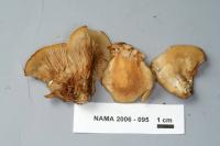 Crepidotus applanatus image