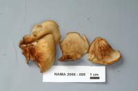 Crepidotus applanatus image