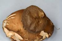 Geastrum fimbriatum image