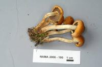 Hypholoma capnoides image