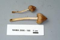 Inocybe sororia image