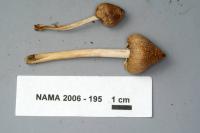 Inocybe sororia image