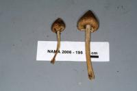 Inocybe sororia image