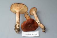 Lactarius rufus image