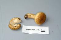 Lactarius scrobiculatus image