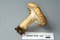 Lactarius resimus image