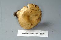 Lactarius resimus image