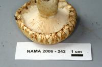 Lactarius resimus image