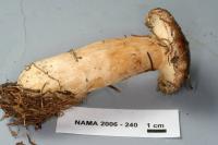 Lactarius kauffmanii image