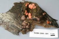 Lycogala epidendrum image