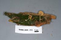 Lichenomphalia umbellifera image