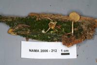 Lichenomphalia umbellifera image