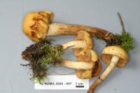 Pholiota alnicola image