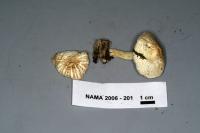 Pluteus petasatus image