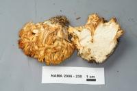 Image of Ramaria leptoformosa