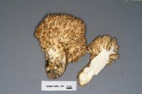 Ramaria rubripermanens image