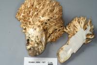 Ramaria rubripermanens image