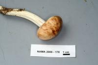 Rhodocollybia maculata image