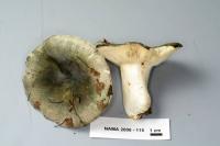 Russula virescens image