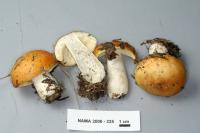 Russula decolorans image