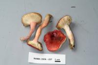 Russula gracilis image