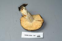 Russula grisea image