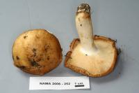 Russula foetens image