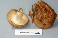 Russula foetens image