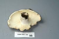 Russula delica image