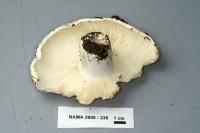 Russula delica image