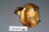 Russula crassotunicata image