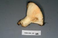 Russula crassotunicata image