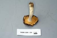 Russula integra image