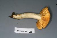 Russula lutea image