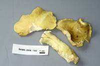 Tricholoma equestre image