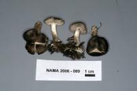 Tricholoma terreum image