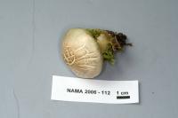 Tricholoma saponaceum image