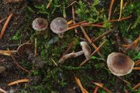 Image of Cortinarius alnetorum