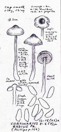 Cortinarius badius image