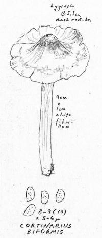 Cortinarius biformis image