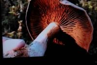 Cortinarius brunneotinctus image