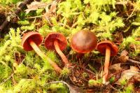 Image of Cortinarius californicus