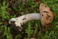 Cortinarius calochrous image