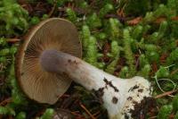 Cortinarius calochrous image