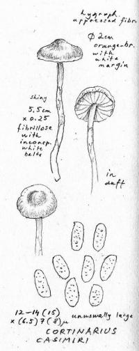 Cortinarius casimiri image