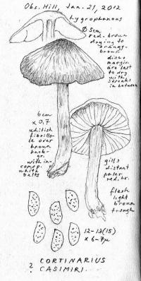 Cortinarius casimiri image