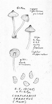 Cortinarius ceraceus image