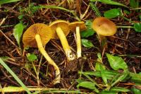 Cortinarius cinnamomeus image