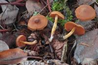 Image of Cortinarius cinnamomeus