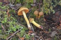 Cortinarius croceus image